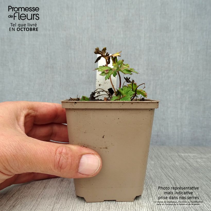 Exemplar von Geranium wallichianum Lilac Ice - Storchschnabel Kleine Töpfe von 8/9 cm wie im Herbst geliefert