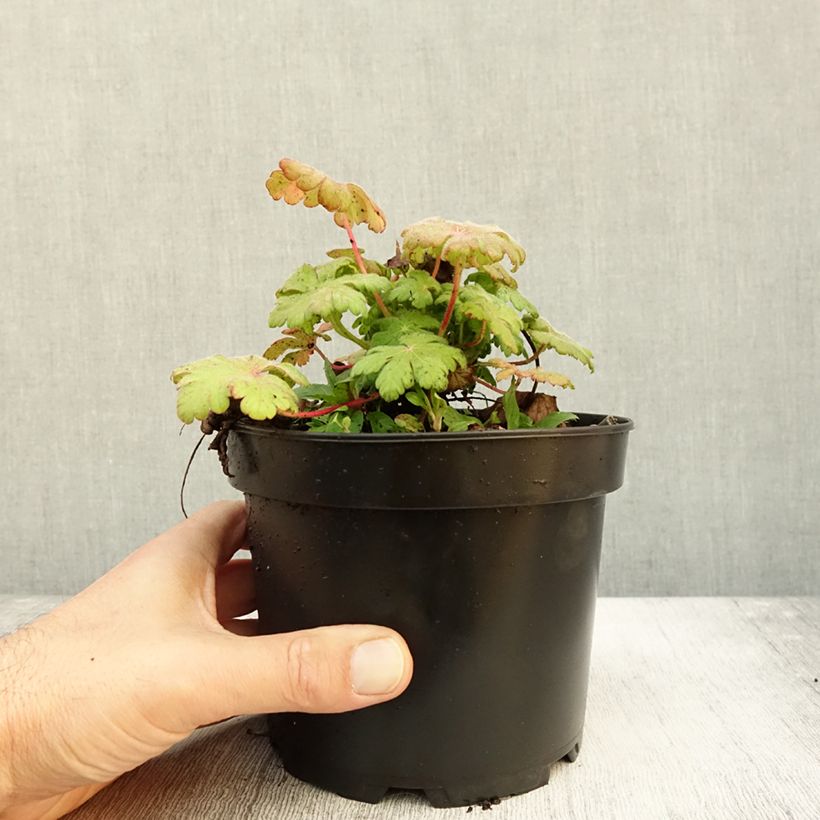 Exemplar von Geranium macrorrhizum Spessart - Balkan-Storchschnabel Topf mit 2L/3L wie im Herbst geliefert