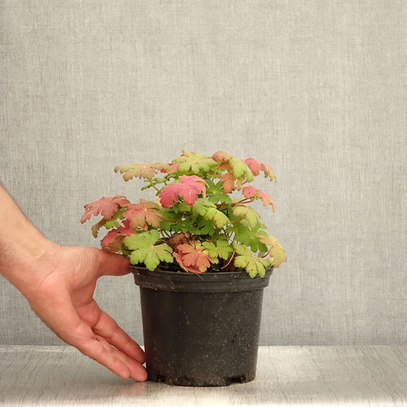 Exemplar von Geranium macrorrhizum Spessart - Balkan-Storchschnabel Topf mit 2L/3L wie im Sommer geliefert