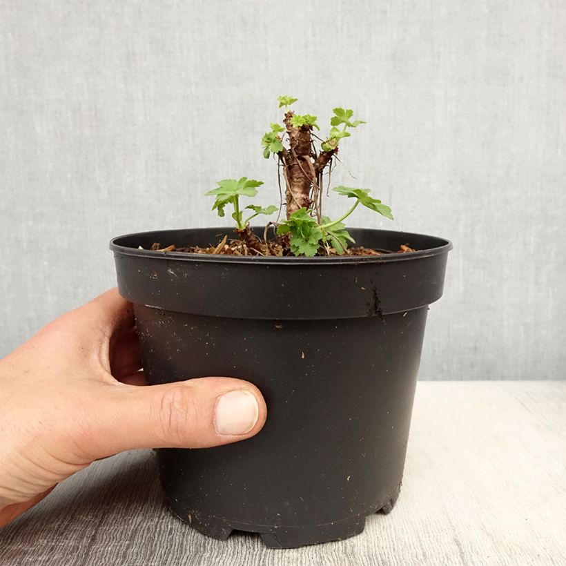 Exemplar von Geranium macrorrhizum White Ness - Balkan-Storchschnabel Topf mit 2L/3L wie im Frühjahr geliefert