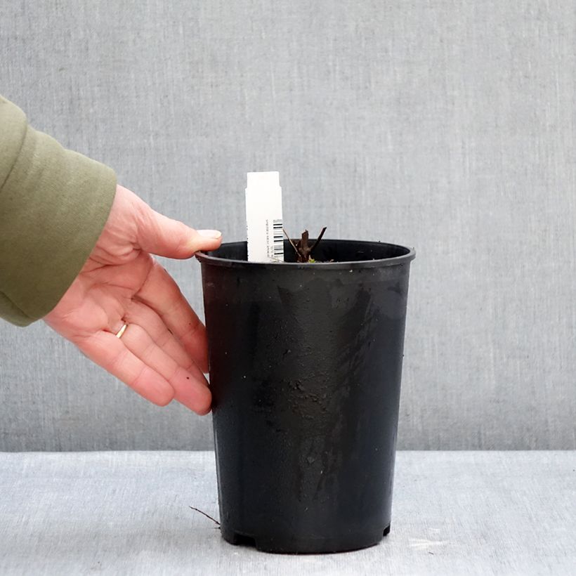 Exemplar von Geranium maculatum Chatto - Dunkelblättriger Storchschnabel Topf mit 2L/3L wie im Winter geliefert