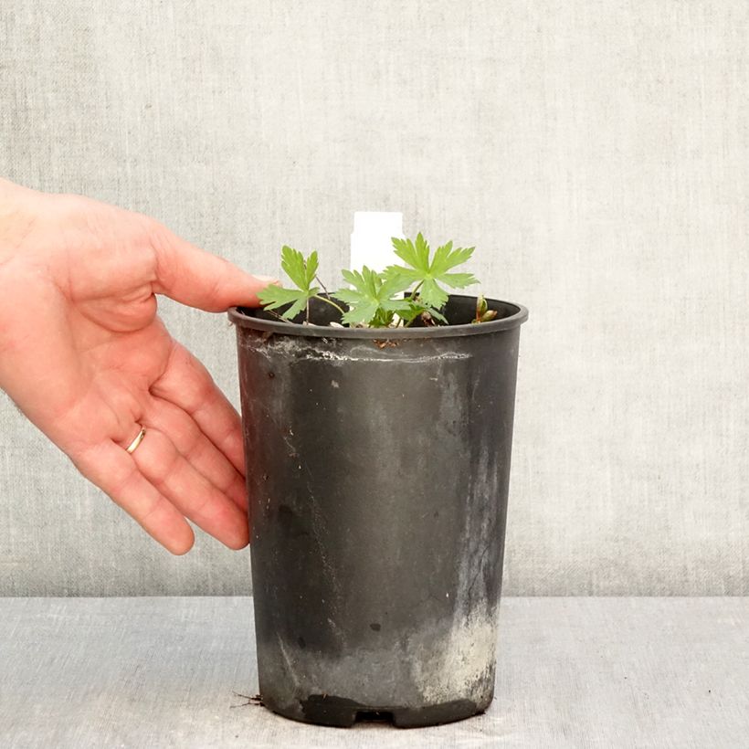 Exemplar von Geranium maculatum Chatto - Dunkelblättriger Storchschnabel Topf mit 2L/3L wie im Frühjahr geliefert