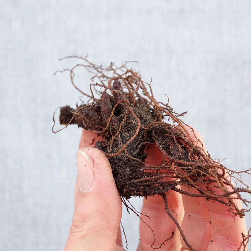 Exemplar von Geranium maculatum Chatto - Dunkelblättriger Storchschnabel Wurzelnackt wie im Winter geliefert