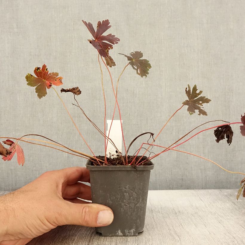 Exemplar von Geranium maculatum Stormy Night - Dunkelblättriger Storchschnabel Kleine Töpfe von 8/9 cm wie im Herbst geliefert
