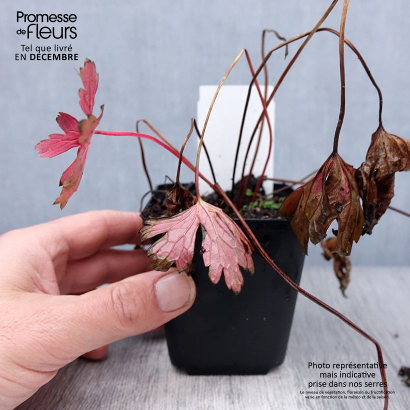 Exemplar von Geranium maculatum Stormy Night - Dunkelblättriger Storchschnabel Kleine Töpfe von 8/9 cm wie im Winter geliefert