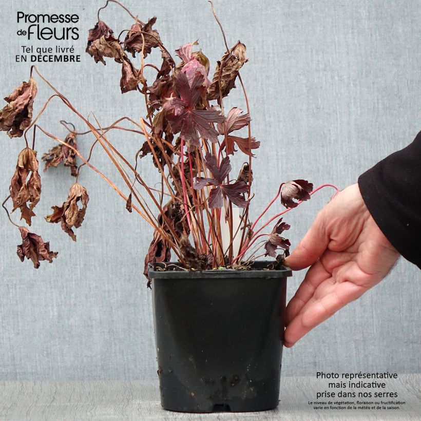 Exemplar von Geranium maculatum Stormy Night - Dunkelblättriger Storchschnabel Topf mit 2L/3L wie im Herbst geliefert