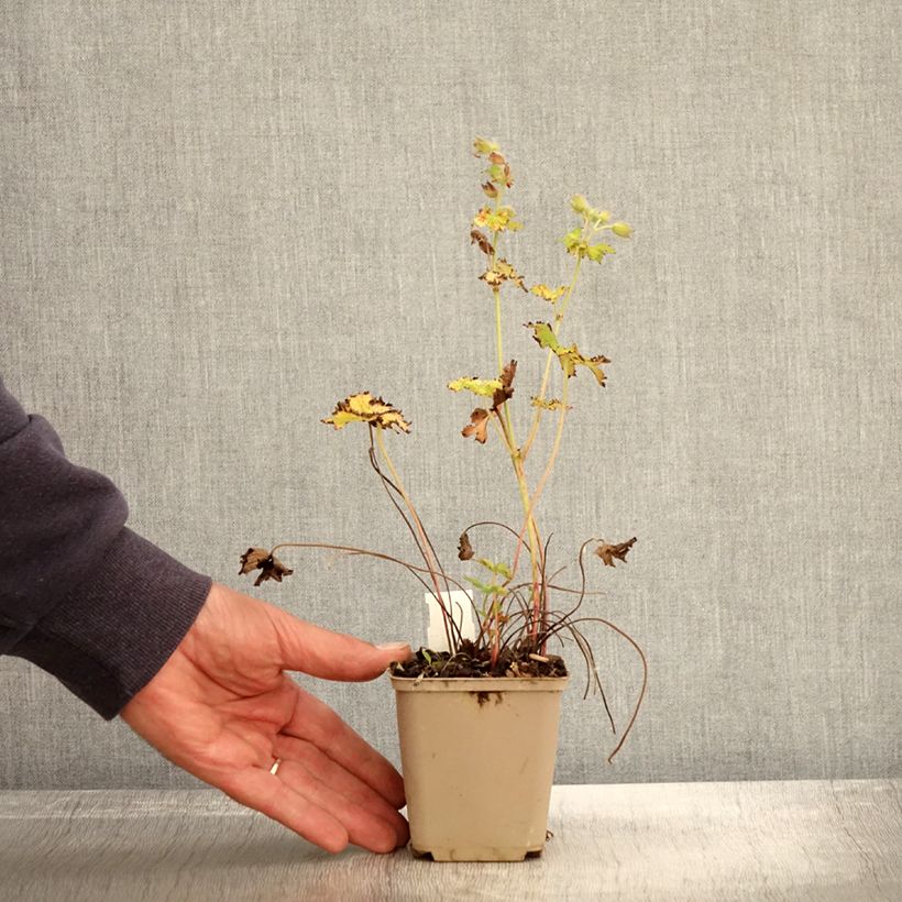 Exemplar von Geranium magnificum Blue Blood - Großer Storchschnabel Kleine Töpfe von 8/9 cm wie im Herbst geliefert