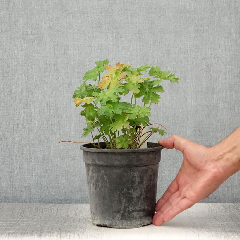Exemplar von Geranium magnificum Blue Blood - Großer Storchschnabel Topf mit 2L/3L wie im Sommer geliefert