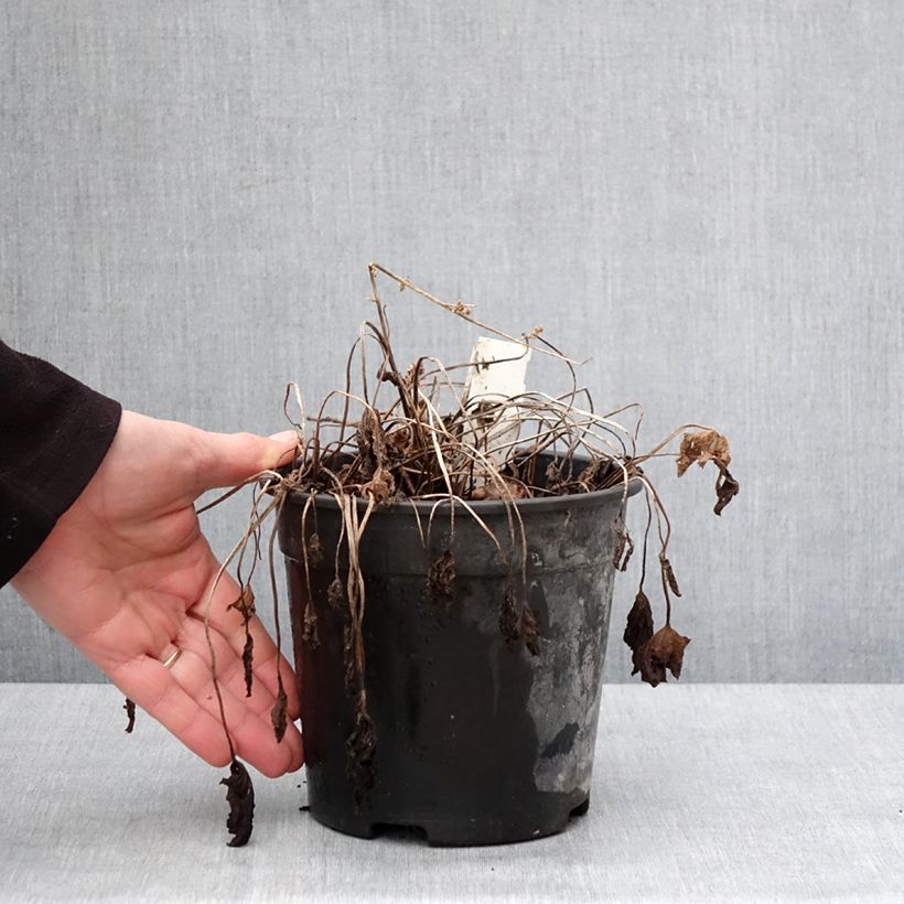 Exemplar von Geranium magnificum Blue Blood - Großer Storchschnabel Topf mit 2L/3L wie im Winter geliefert