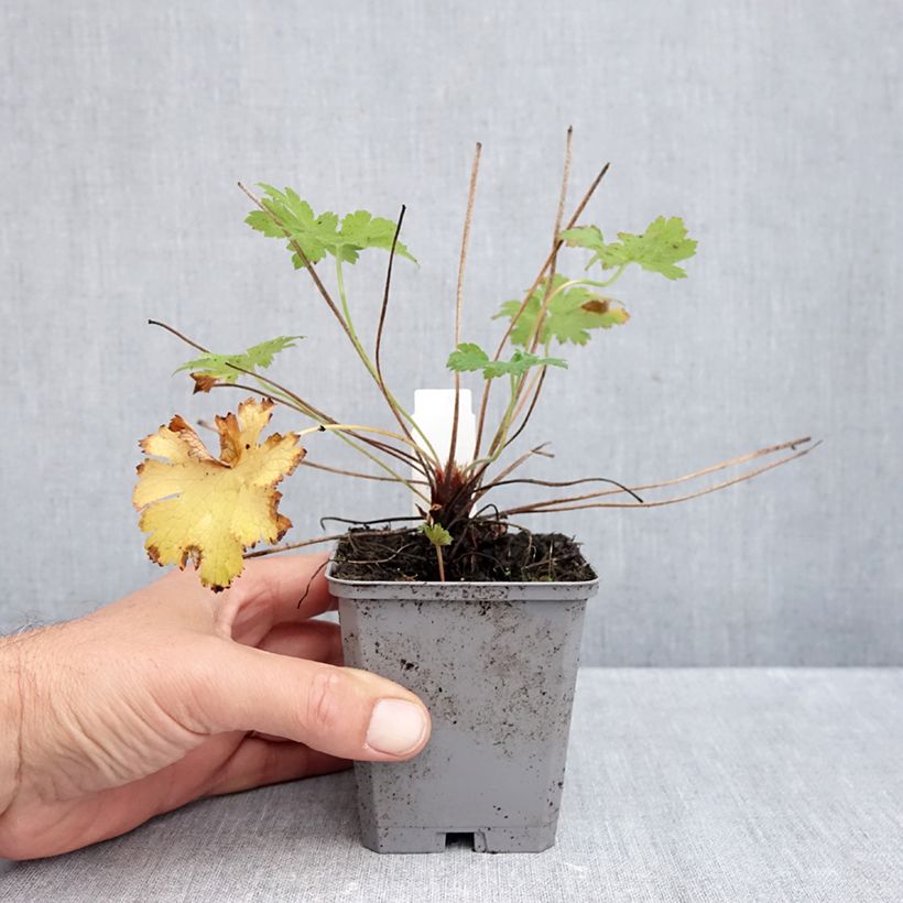 Exemplar von Geranium magnificum - Großer Storchschnabel Kleine Töpfe von 8/9 cm wie im Herbst geliefert