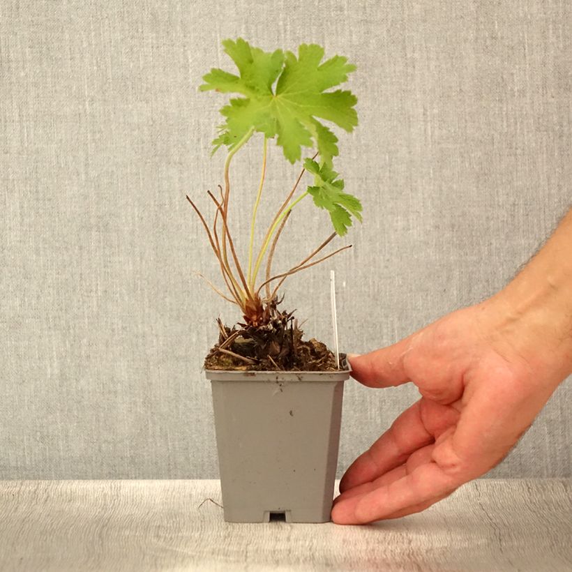 Exemplar von Geranium magnificum - Großer Storchschnabel Kleine Töpfe von 8/9 cm wie im Sommer geliefert