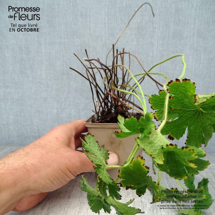 Exemplar von Geranium magnificum Rosemoor - Großer Storchschnabel Kleine Töpfe von 8/9 cm wie im Herbst geliefert
