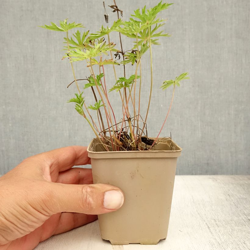 Exemplar von Storchschnabel Nimbus - Geranium Kleine Töpfe von 8/9 cm wie im Sommer geliefert