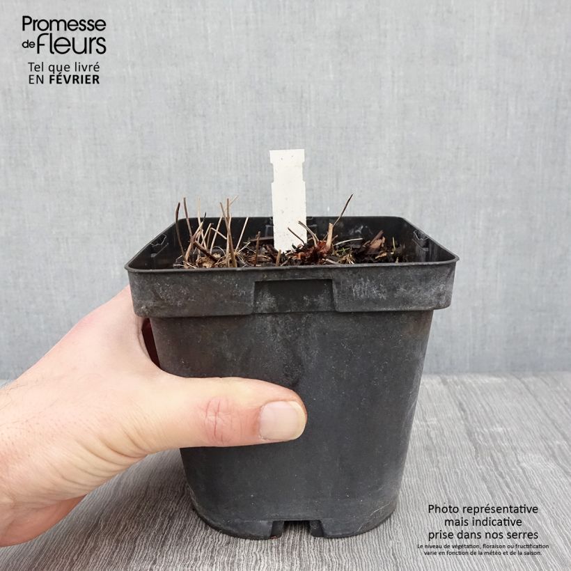 Exemplar von Geranium nodosum - Knotiger Bergwald Storchschnabel Topf mit 2L/3L wie im Winter geliefert