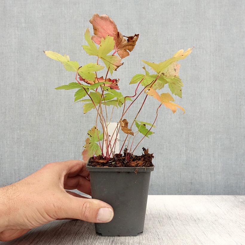 Exemplar von Geranium nodosum Simon - Knotiger Bergwald Storchschnabel Kleine Töpfe von 8/9 cm wie im Herbst geliefert