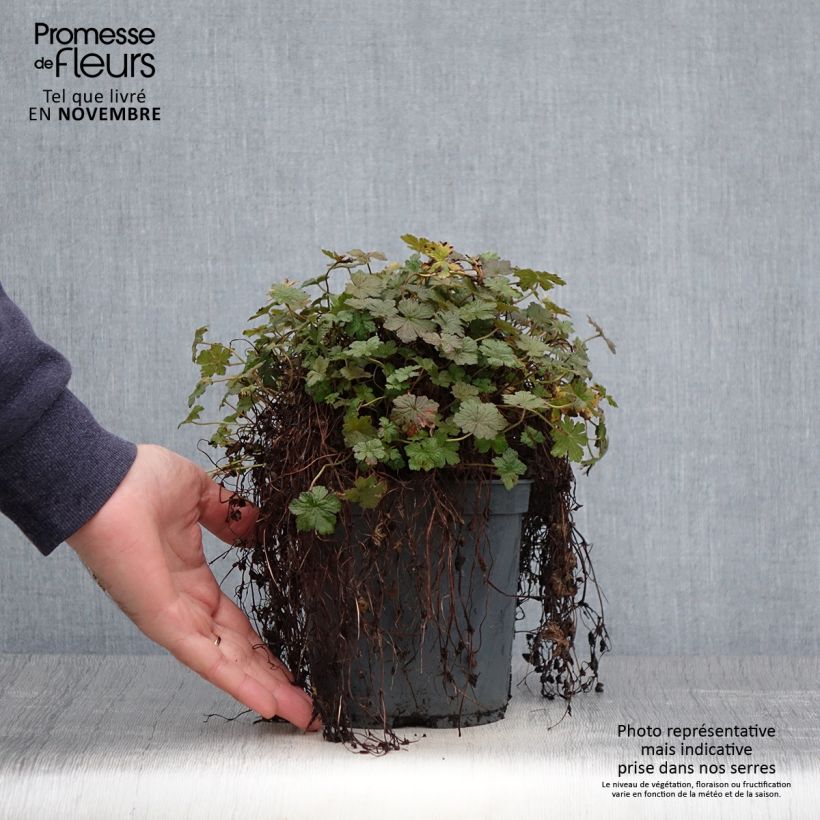 Exemplar von Geranium oxonianum Orkney Cherry - Oxford-Storchschnabel Topf mit 1,5L/2L wie im Herbst geliefert