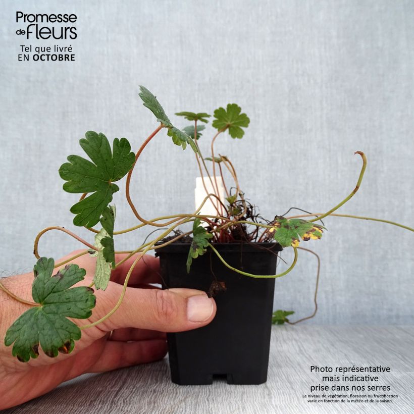 Exemplar von Geranium oxonianum Orkney Cherry - Oxford-Storchschnabel Kleine Töpfe von 8/9 cm wie im Herbst geliefert