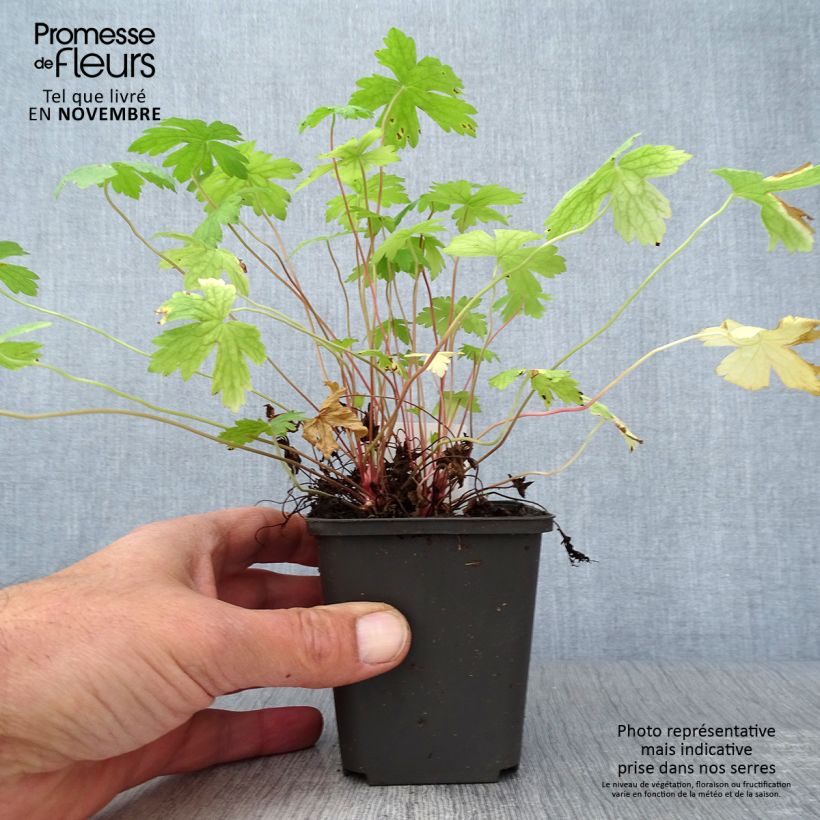 Exemplar von Geranium oxonianum Ankum's White - Oxford-Storchschnabel Kleine Töpfe von 8/9 cm wie im Herbst geliefert