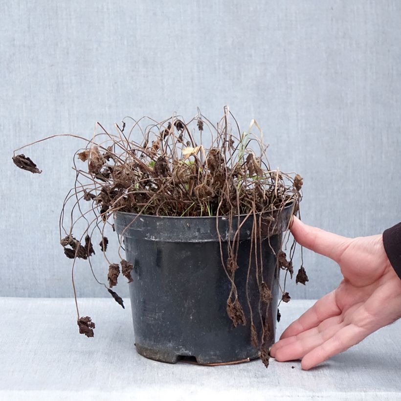 Exemplar von Geranium oxonianum Claridge Druce - Oxford-Storchschnabel Topf mit 2L/3L wie im Winter geliefert