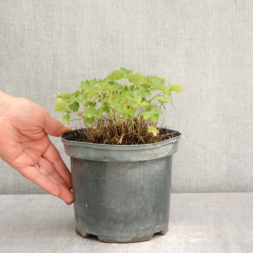 Exemplar von Geranium oxonianum Claridge Druce - Oxford-Storchschnabel Topf mit 2L/3L wie im Frühjahr geliefert
