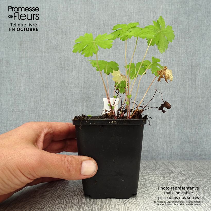 Exemplar von Geranium oxonianum Hollywood - Oxford-Storchschnabel Kleine Töpfe von 8/9 cm wie im Herbst geliefert