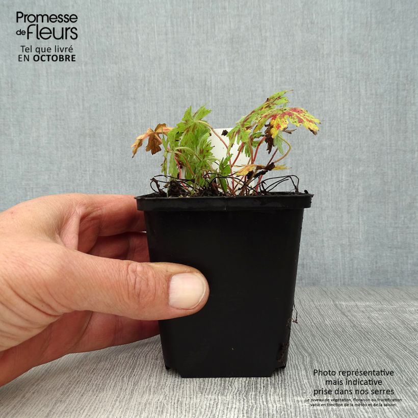 Exemplar von Geranium oxonianum Katherine Adele - Oxford-Storchschnabel Kleine Töpfe von 8/9 cm wie im Herbst geliefert