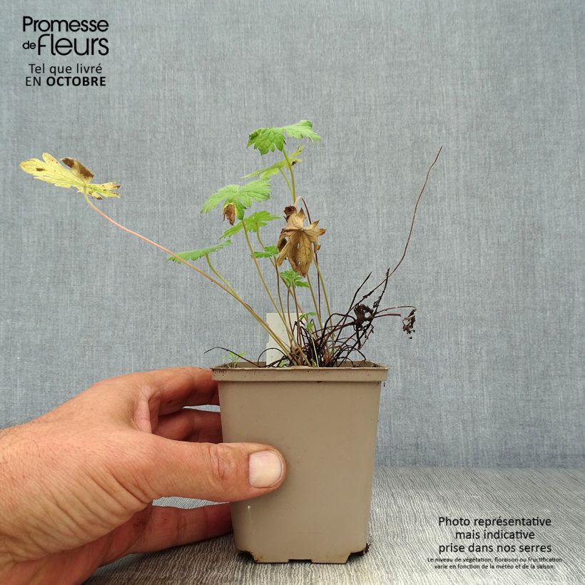 Exemplar von Geranium oxonianum Sherwood - Oxford-Storchschnabel Kleine Töpfe von 8/9 cm wie im Herbst geliefert