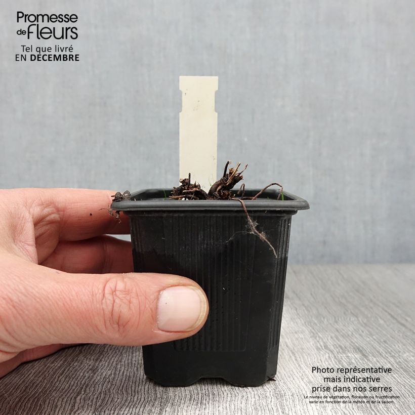 Exemplar von Geranium palustre - Storchschnabel Kleine Töpfe von 8/9 cm wie im Herbst geliefert