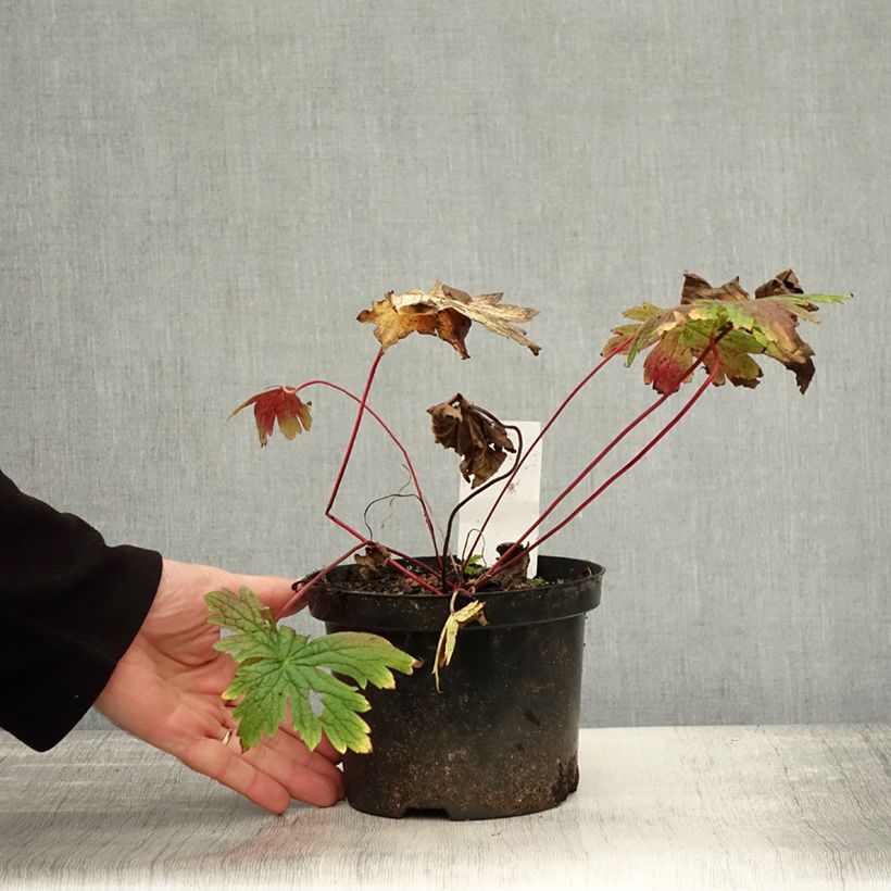 Exemplar von Storchschnabel Patricia - Geranium Topf mit 1,5L/2L wie im Herbst geliefert