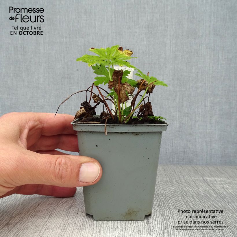 Exemplar von Geranium phaeum Album - Brauner Storchschnabel Kleine Töpfe von 8/9 cm wie im Herbst geliefert