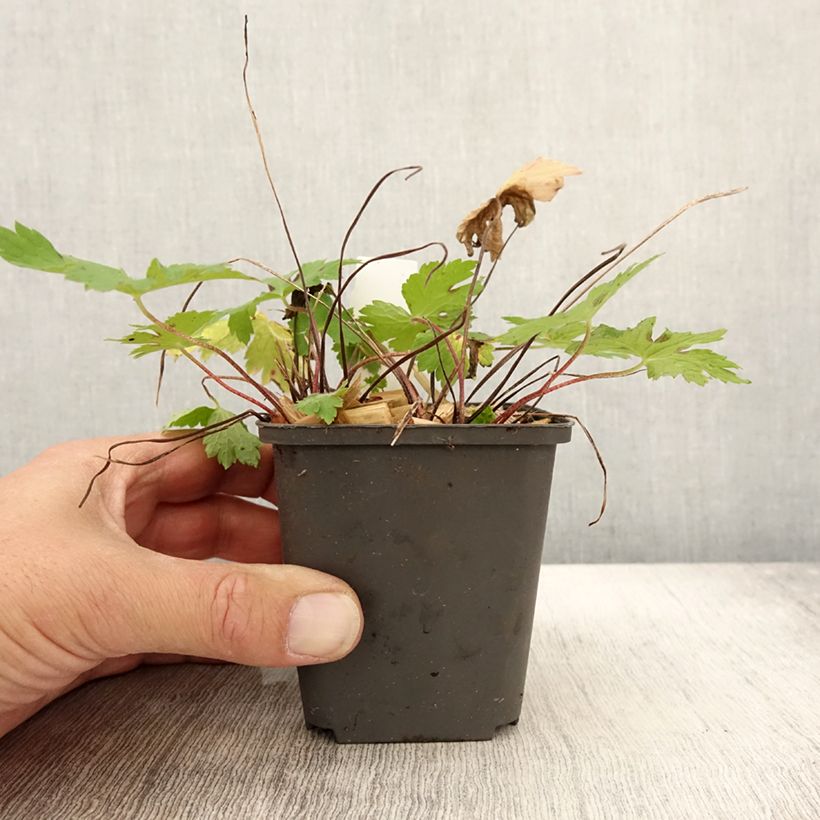 Exemplar von Geranium phaeum Angelina - Brauner Storchschnabel Kleine Töpfe von 8/9 cm wie im Herbst geliefert