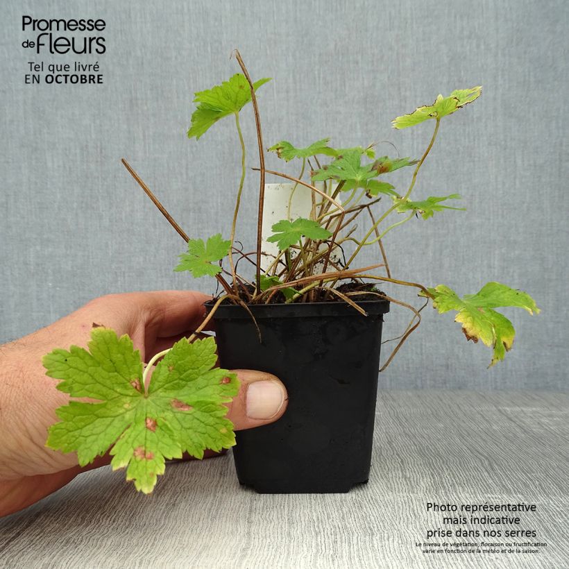 Exemplar von Geranium phaeum - Brauner Storchschnabel Kleine Töpfe von 8/9 cm wie im Herbst geliefert