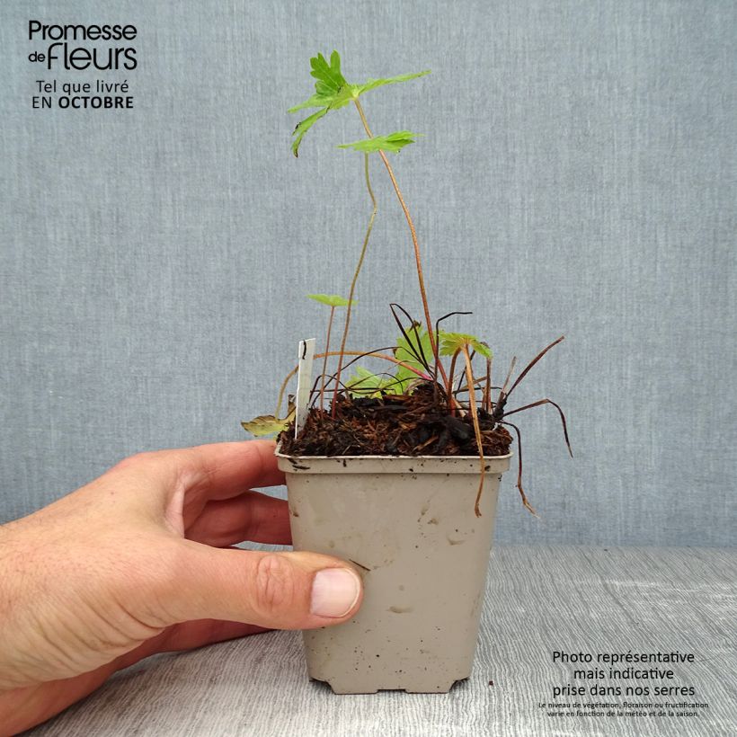 Exemplar von Geranium phaeum Lily Lovell - Brauner Storchschnabel Kleine Töpfe von 8/9 cm wie im Herbst geliefert
