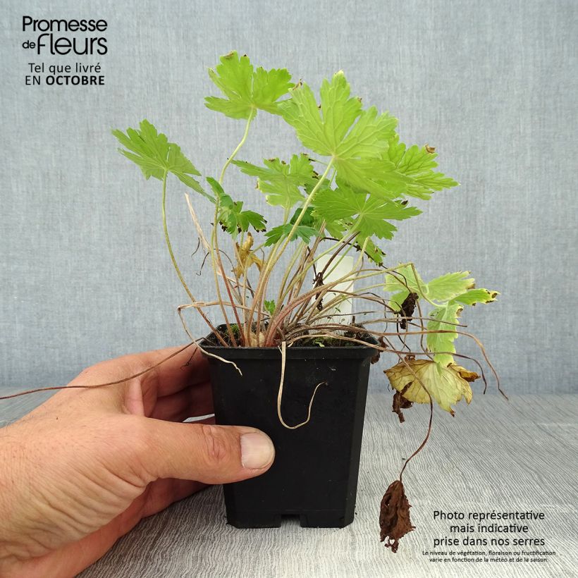 Exemplar von Geranium phaeum Raven - Brauner Storchschnabel Kleine Töpfe von 8/9 cm wie im Herbst geliefert