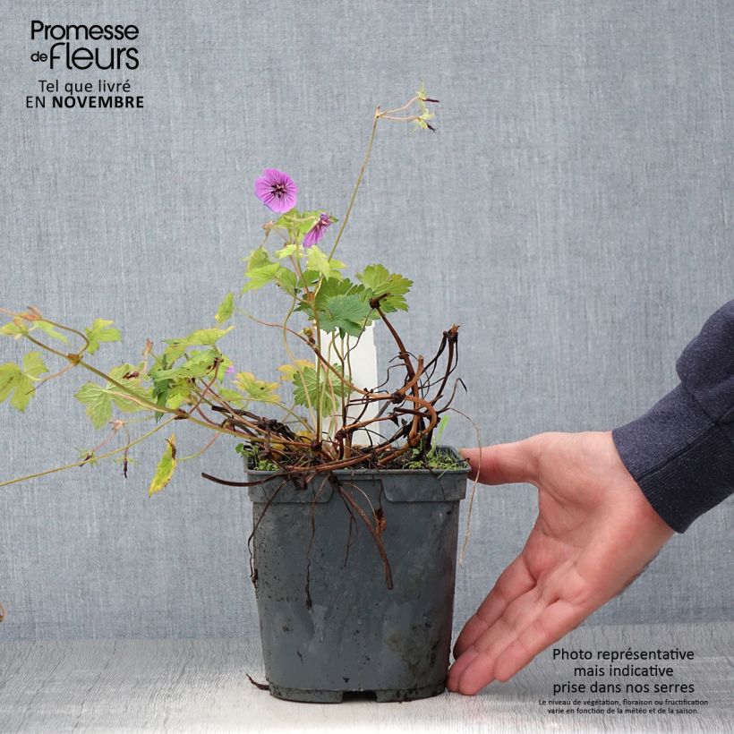 Exemplar von Storchschnabel Pink Penny - Geranium Topf mit 2L/3L wie im Herbst geliefert