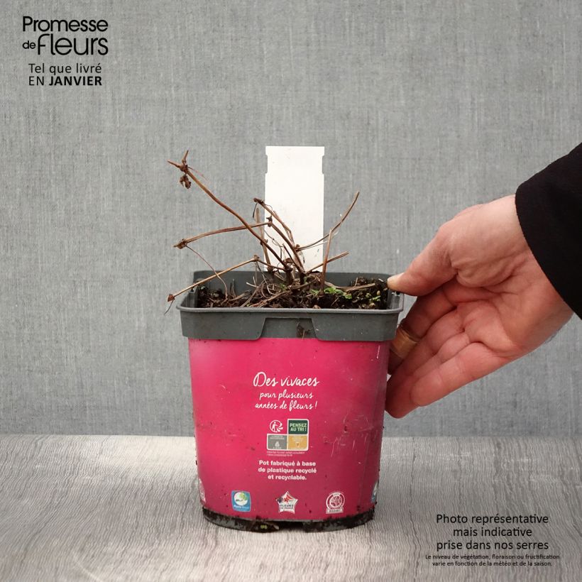 Exemplar von Storchschnabel Pink Penny - Geranium Topf mit 2L/3L wie im Winter geliefert