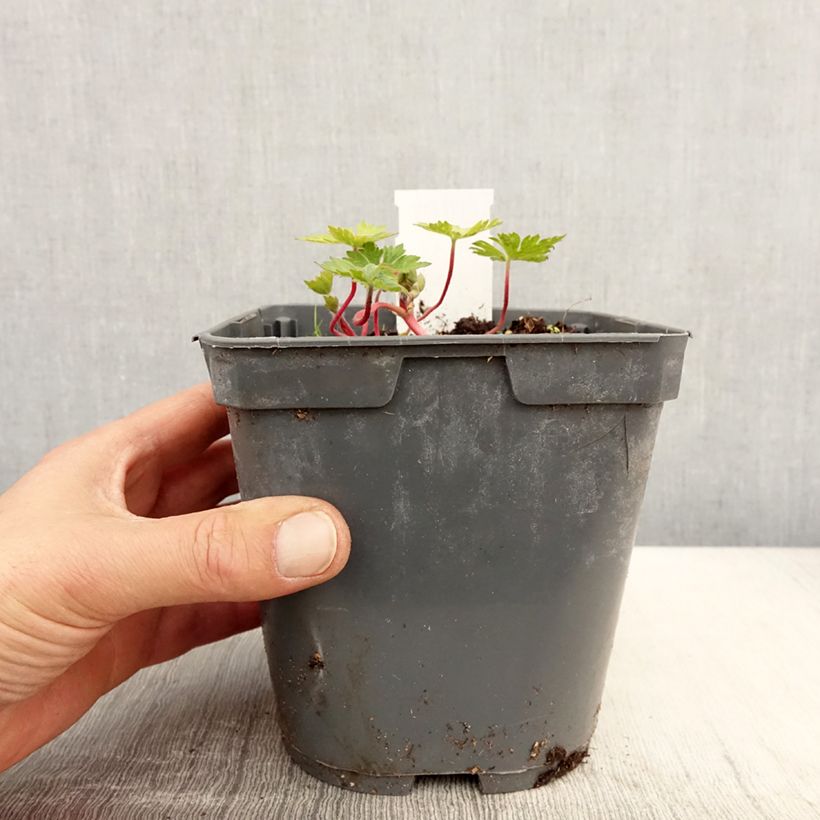 Exemplar von Storchschnabel Pink Penny - Geranium Topf mit 2L/3L wie im Frühjahr geliefert