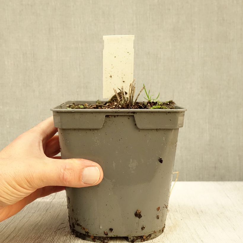 Exemplar von Geranium pratense Algera Double - Wiesen-Storchschnabel Topf mit 2L/3L wie im Herbst geliefert