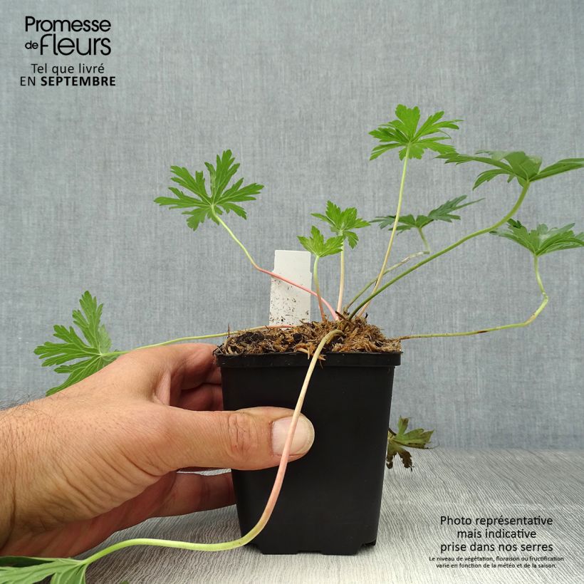 Exemplar von Geranium pratense Cloud Nine - Wiesen-Storchschnabel Kleine Töpfe von 8/9 cm wie im Herbst geliefert