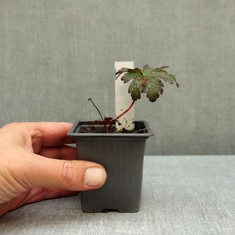 Exemplar von Geranium pratense Dark Eyes - Wiesen-Storchschnabel Kleine Töpfe von 8/9 cm wie im Herbst geliefert