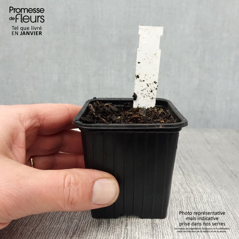 Exemplar von Geranium pratense Dark Eyes - Wiesen-Storchschnabel Kleine Töpfe von 8/9 cm wie im Winter geliefert