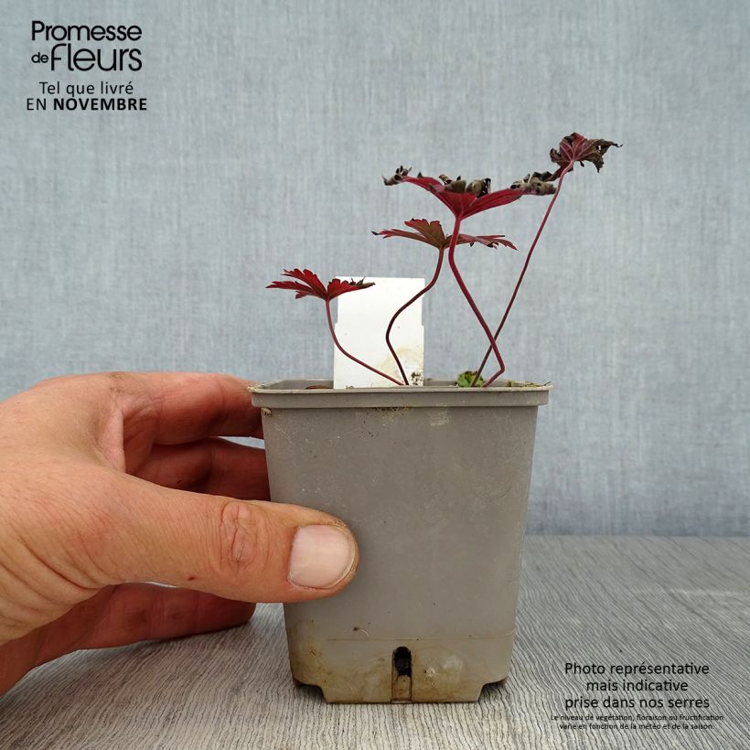 Exemplar von Geranium pratense Dark Reiter - Wiesen-Storchschnabel Kleine Töpfe von 8/9 cm wie im Herbst geliefert