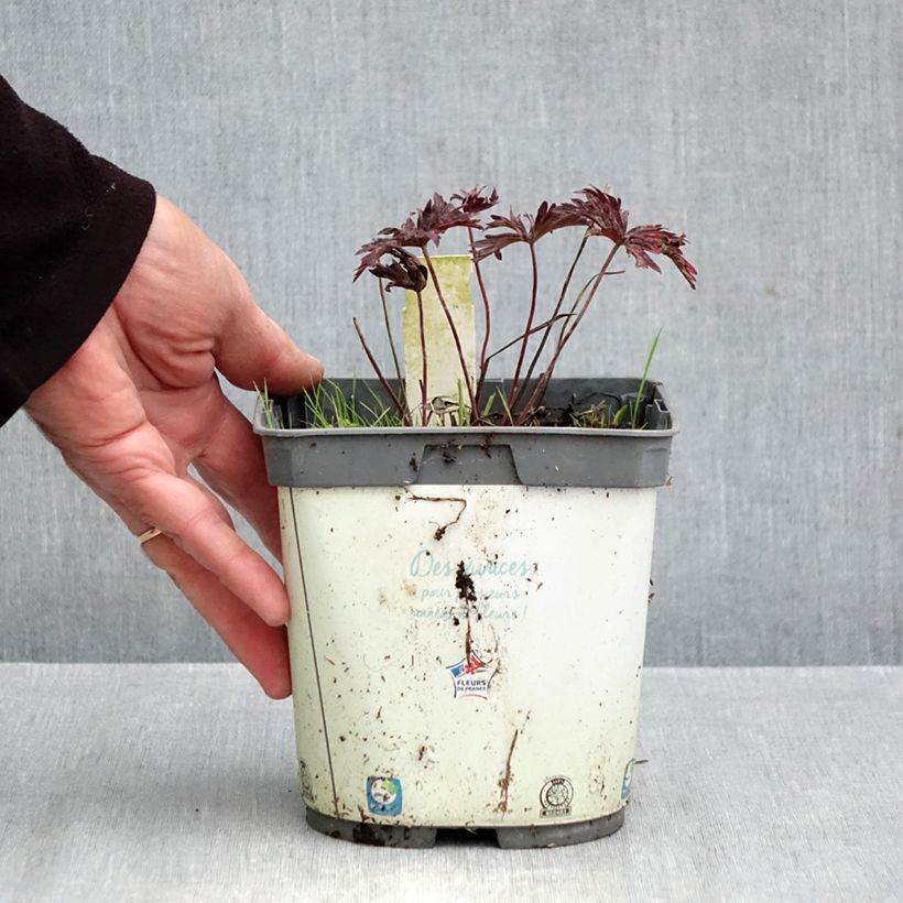 Exemplar von Geranium pratense Hocus Pocus - Wiesen-Storchschnabel Topf mit 2L/3L wie im Herbst geliefert