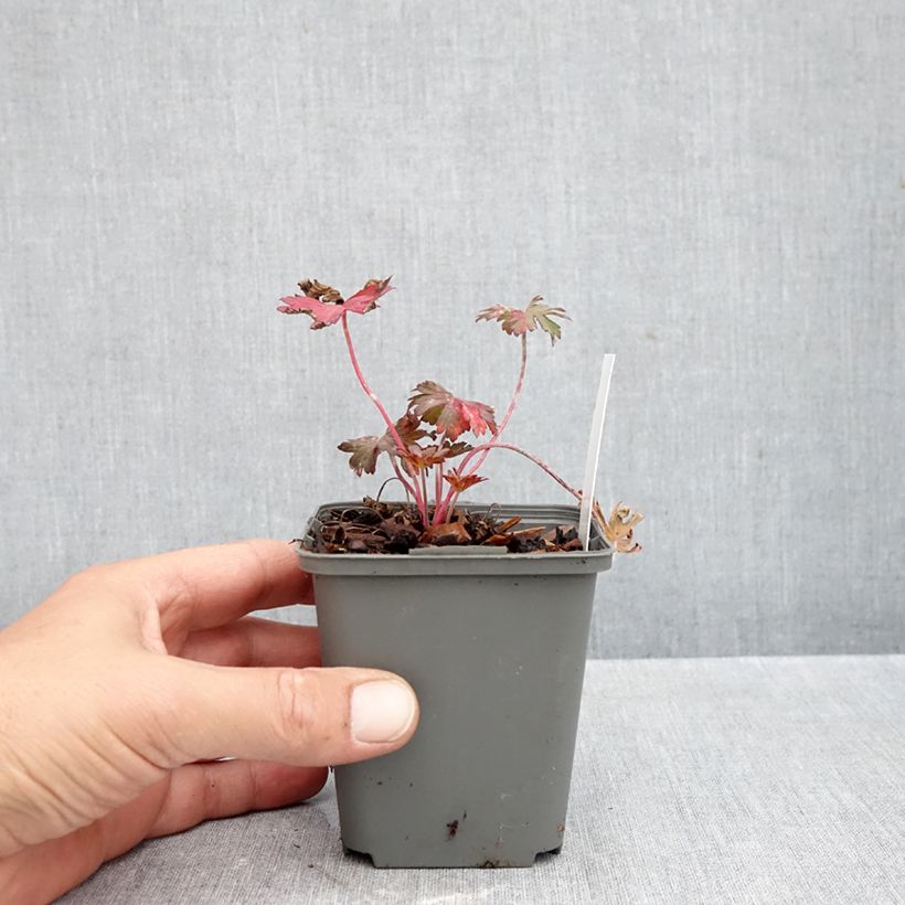 Exemplar von Geranium pratense Marshmallow - Wiesen-Storchschnabel Kleine Töpfe von 8/9 cm wie im Herbst geliefert