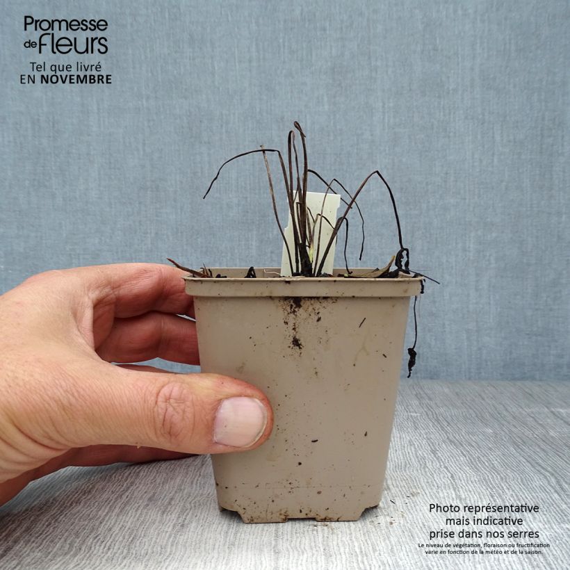 Exemplar von Geranium pratense Plenum Album - Wiesen-Storchschnabel Kleine Töpfe von 8/9 cm wie im Herbst geliefert