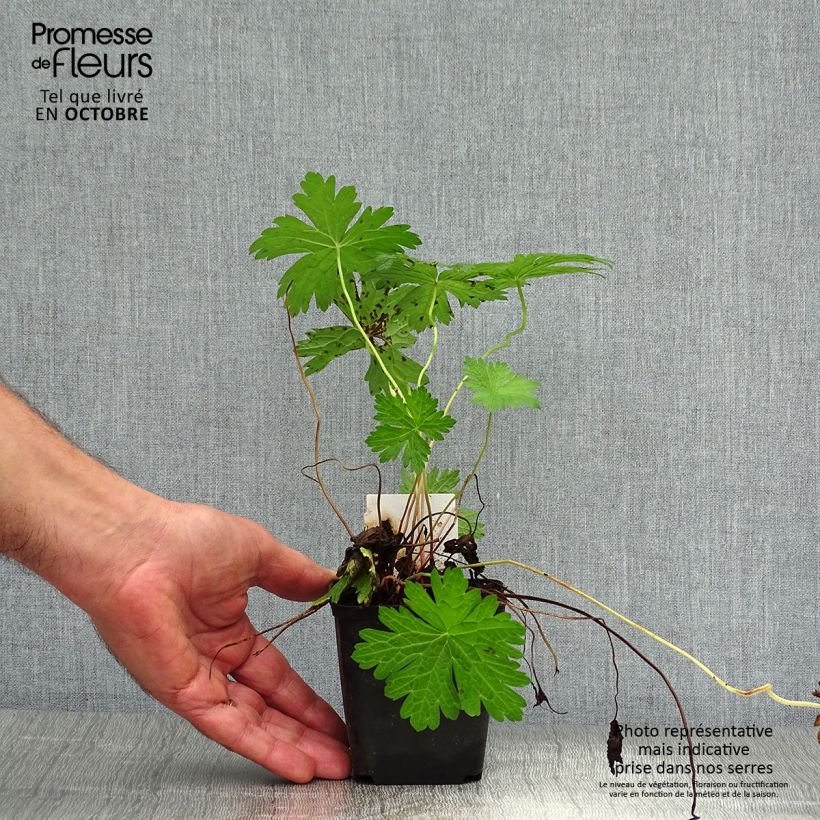 Exemplar von Geranium psilostemon JS Ma Tu Vu - Armenischer Storchschnabel Kleine Töpfe von 8/9 cm wie im Herbst geliefert