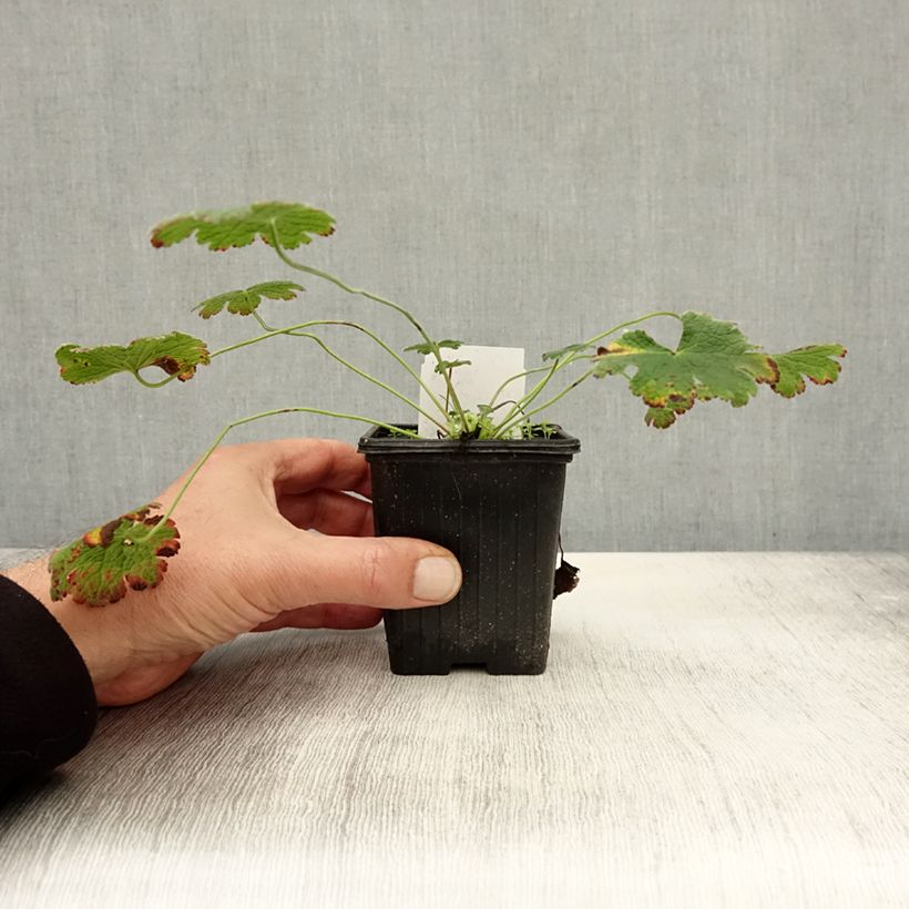 Exemplar von Geranium renardii - Kaukasus-Storchschnabel Kleine Töpfe von 8/9 cm wie im Herbst geliefert