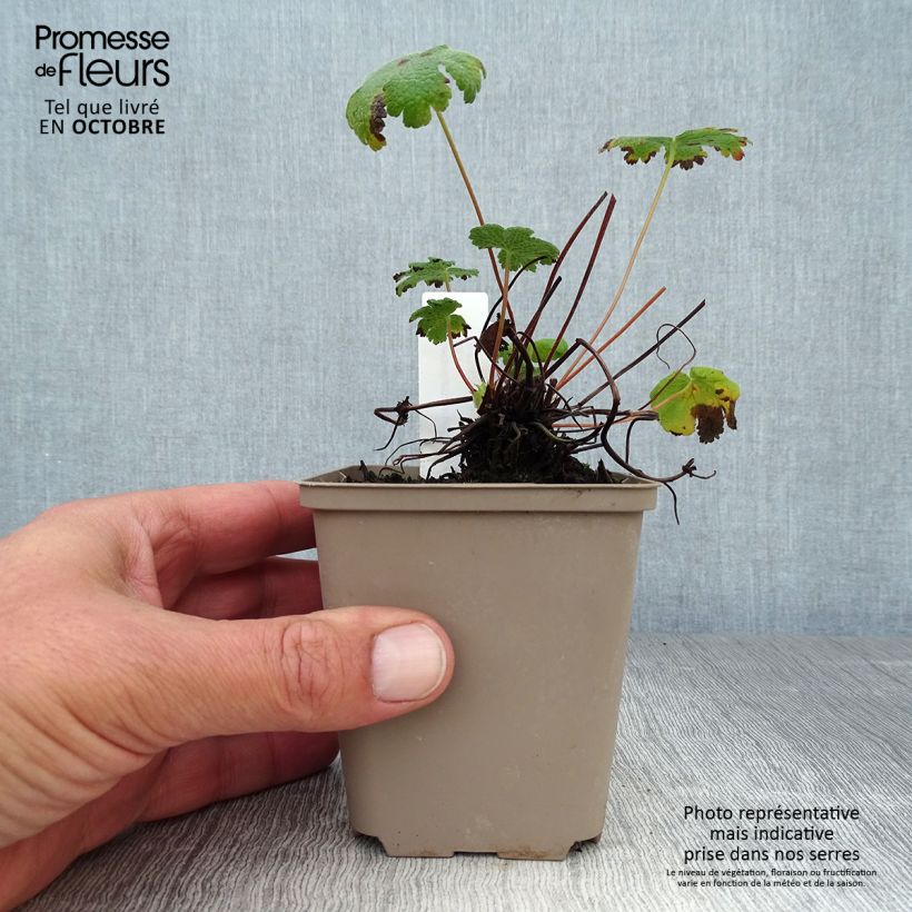 Exemplar von Geranium renardii Tcschelda - Kaukasus-Storchschnabel Kleine Töpfe von 8/9 cm wie im Herbst geliefert