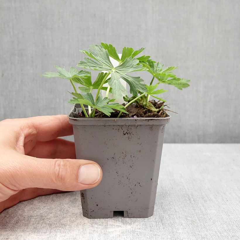 Exemplar von Geranium richardsonii - Storchschnabel Kleine Töpfe von 8/9 cm wie im Frühjahr geliefert