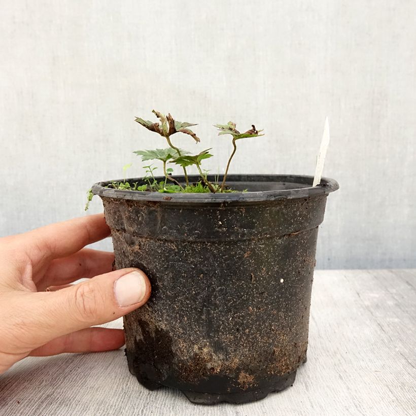 Exemplar von Storchschnabel Rozanne - Geranium Topf mit 2L/3L wie im Herbst geliefert